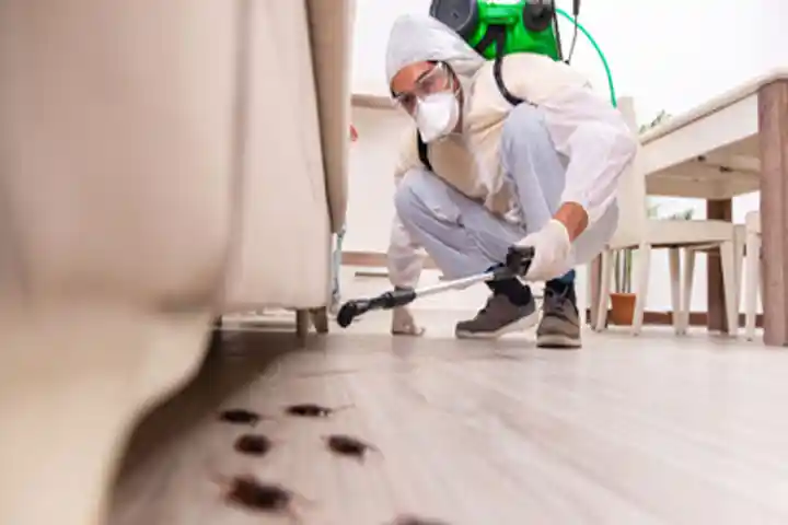 شركة مكافحة حشرات بالدمام