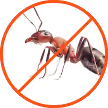 شركة مكافحة النمل الابيض بالخبر